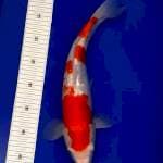 Kohaku full ginrinnya