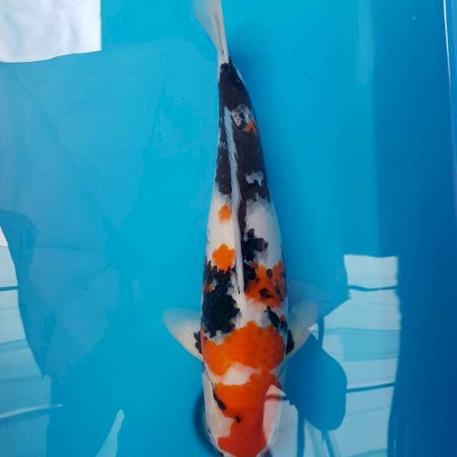 Showa Import Isa Koi Farm ( serti breeder )