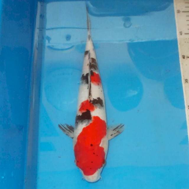 SANSHOKU CERAH