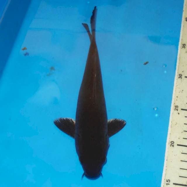 HITAM KARASU JINAK