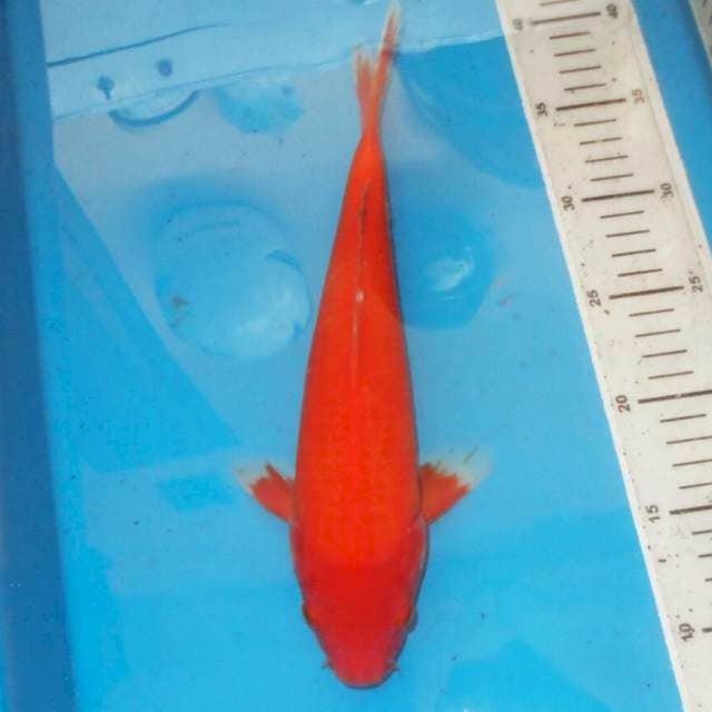 BENIGOI