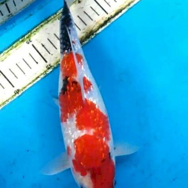 Showa Ginrind 29cm #70001