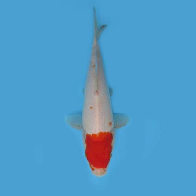 TANCHO 25 CM