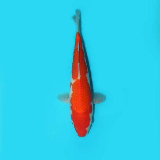 KOHAKU 25 CM