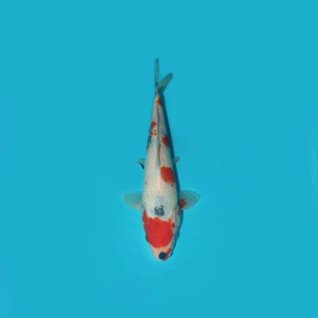 KINDAI SHOWA TATEGOI 26 CM