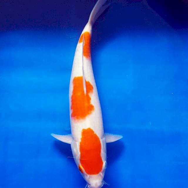 30cm kohaku 3 step muanteb