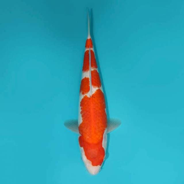 KOHAKU 33 CM