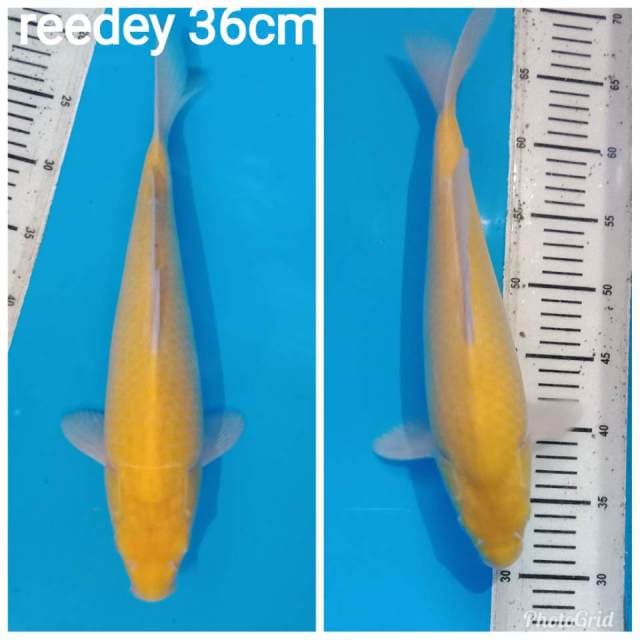 Reed eye bulky berpunuk