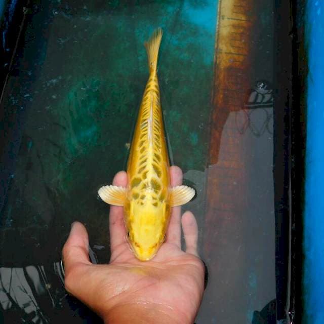 si kuning 1 ob 0