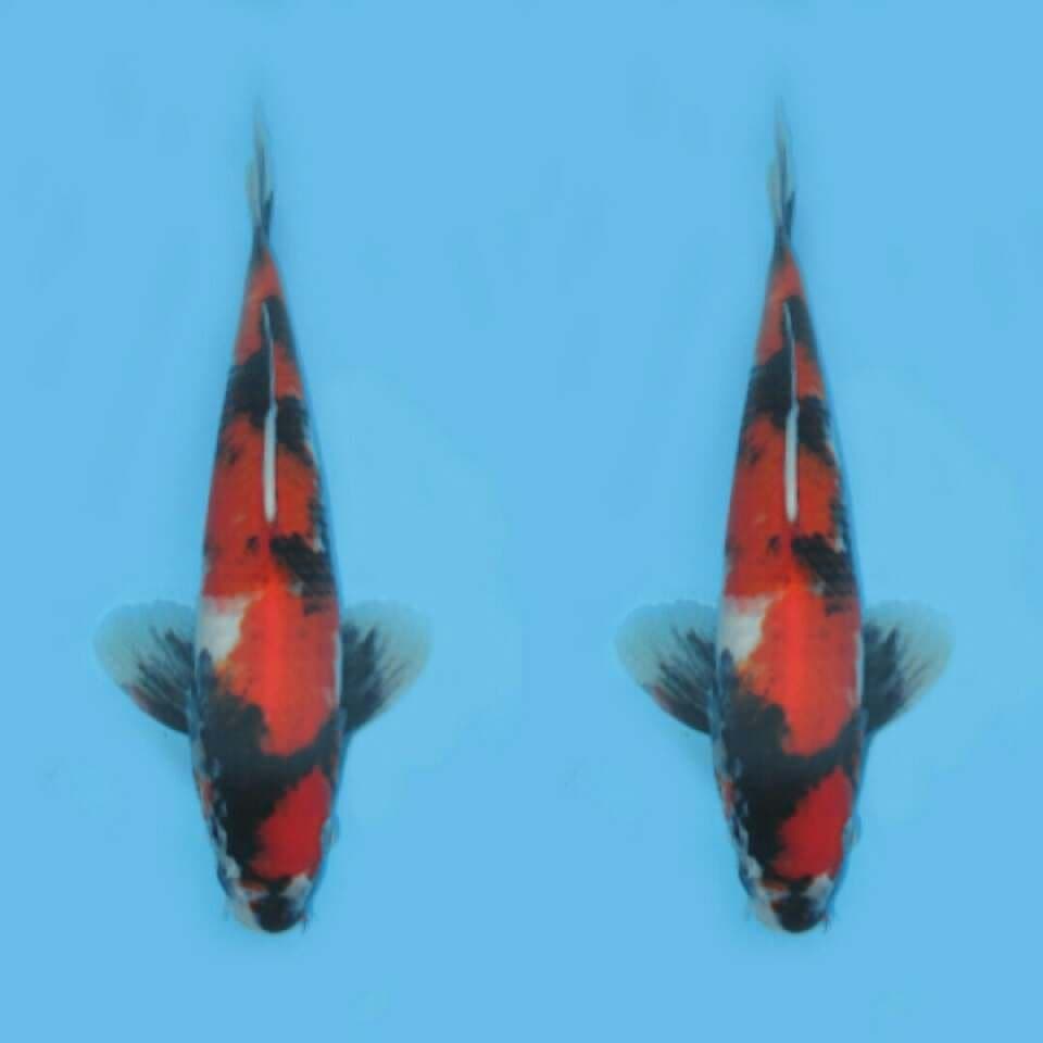 SHOWA SANSHOKU MOTOGORO 