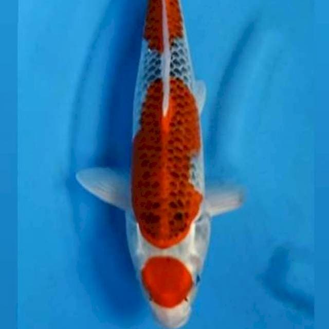 Maruten goshiki