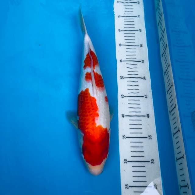 Kohaku momotaro bloodline Cantik