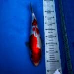 Kohaku momotaro bloodline Cantik