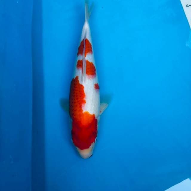 Kohaku momotaro bloodline Cantik