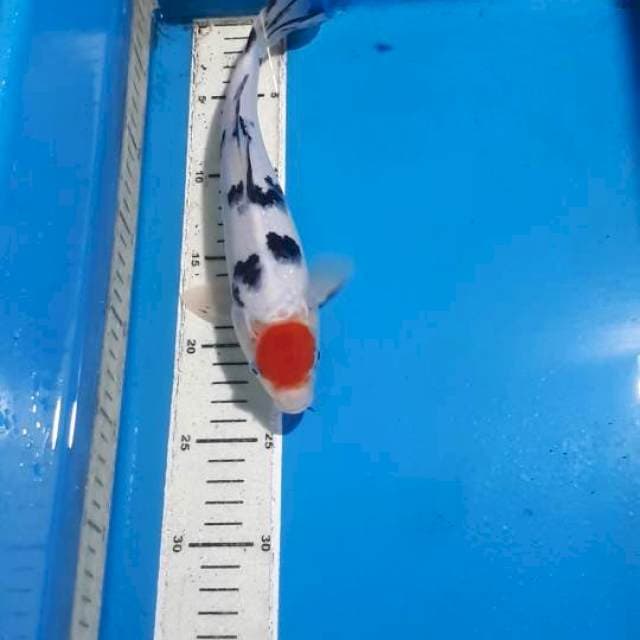 TANCHO SANKE 26 CM