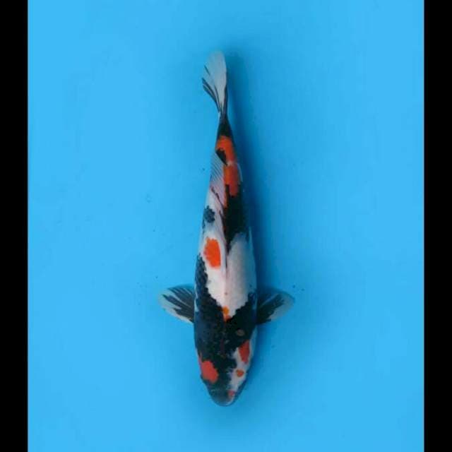 35bu Female - Kindai Showa Tategoi 