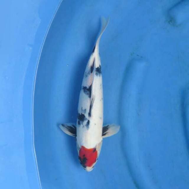35cm Male - Red Tancho Showa Original 