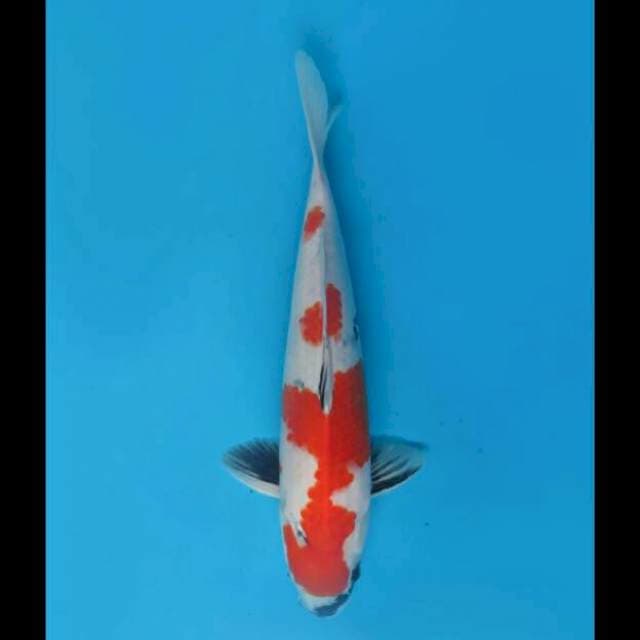 40cm Male - Kindai Showa Tategoi 