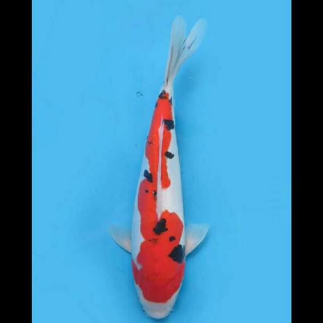 38cm Female - Sanke Doitsu Murni 