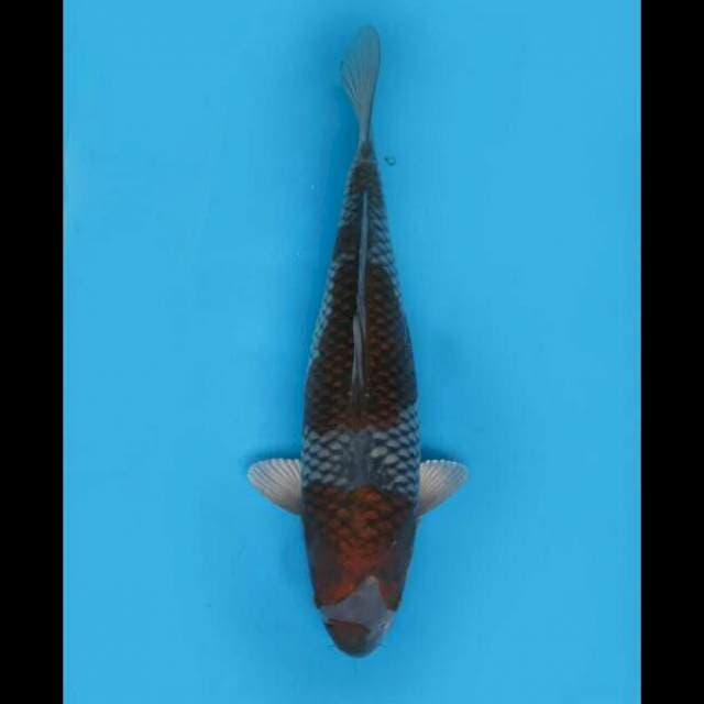 40cm Female - Ochiba Jumbo 