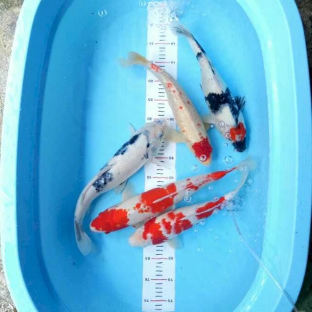 37-45 Mix koi
