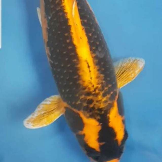 Kabuto Super Jumbo