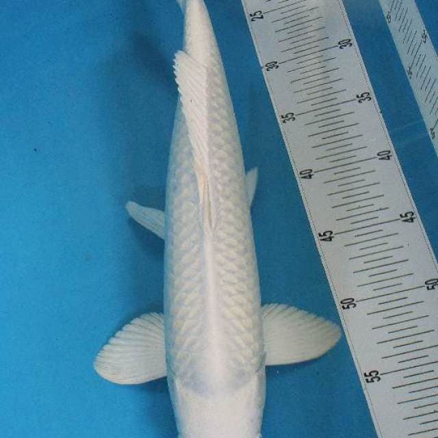 Platinum Putih Salju