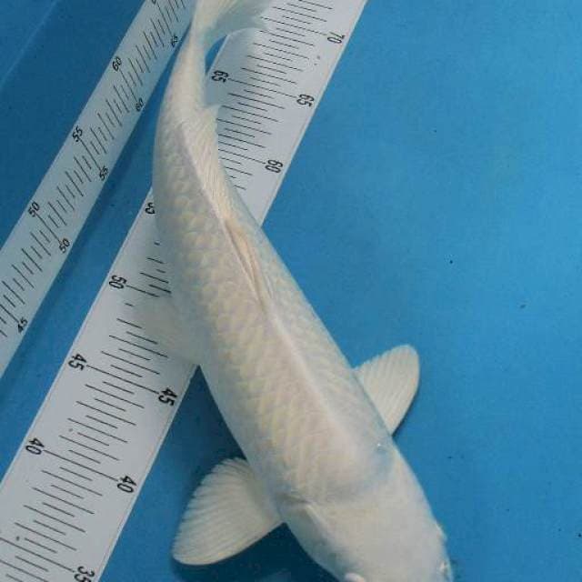 Platinum Putih Salju