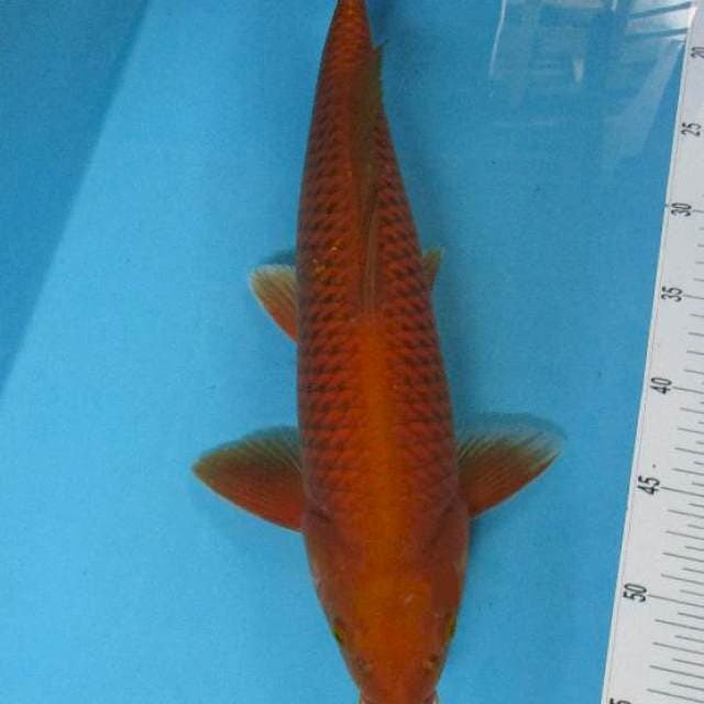 Tembaga
