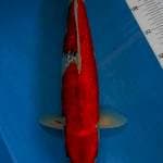 Ghosiki ginrin 43cm