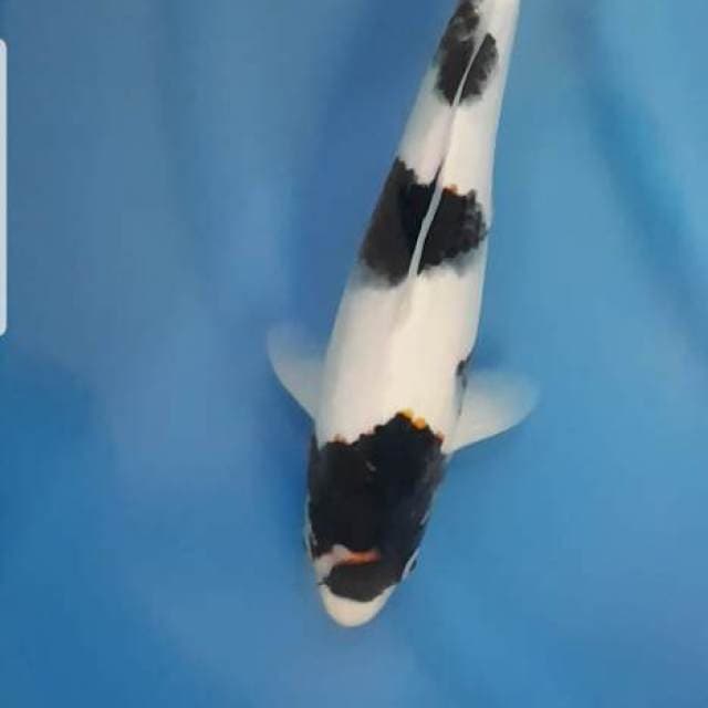Budo Goromo Good White Skin 