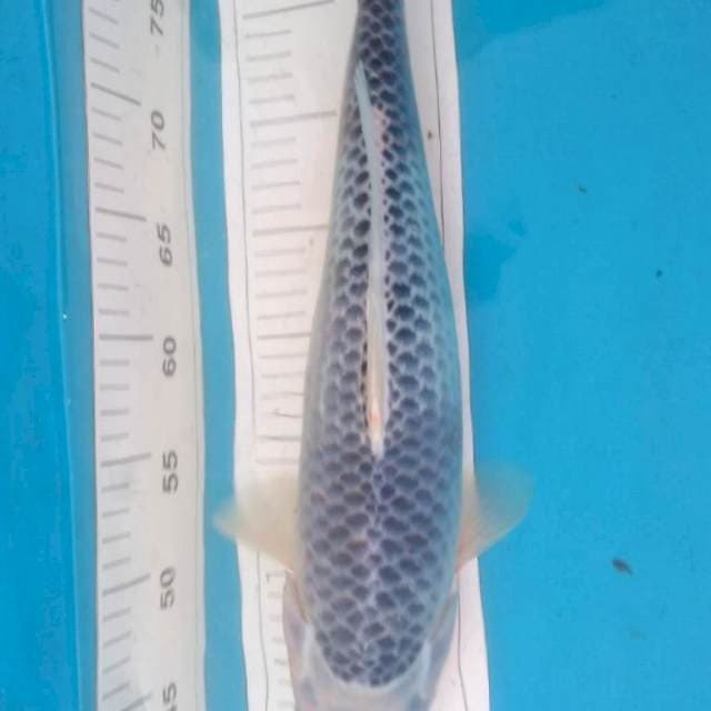 JUMBO ASAGI 44 cm