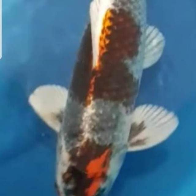 Beni Gingga Super Red Strong