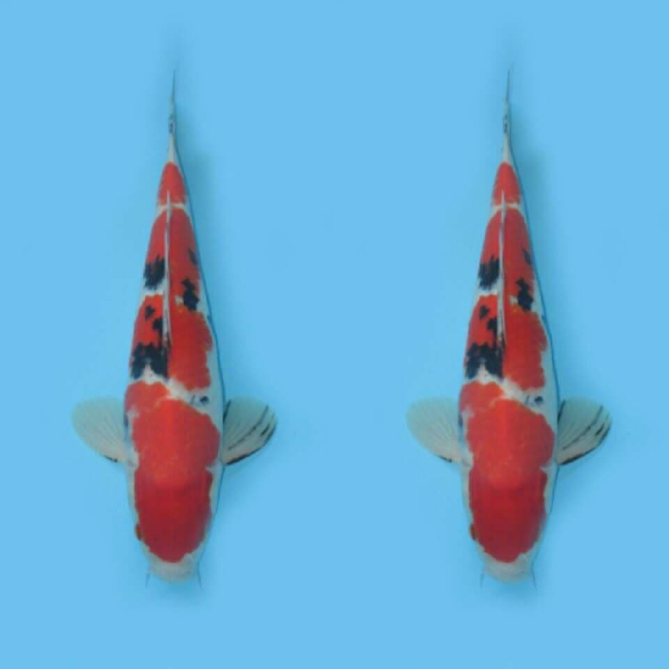 YONDAN SANKE TEJIMA