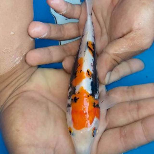 Benikumon