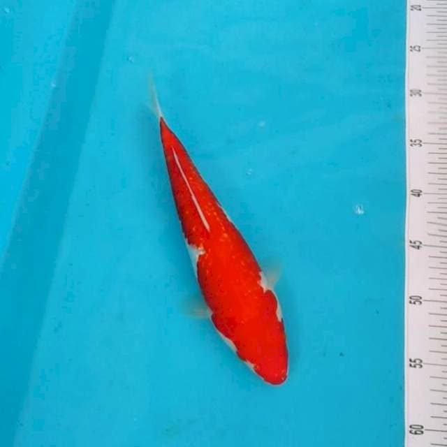 Original ginrin 30bu 