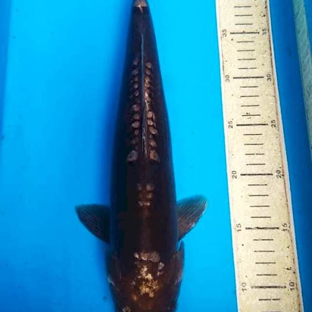 Kumonriyu 39cm