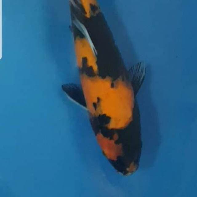 Hi Utsuri