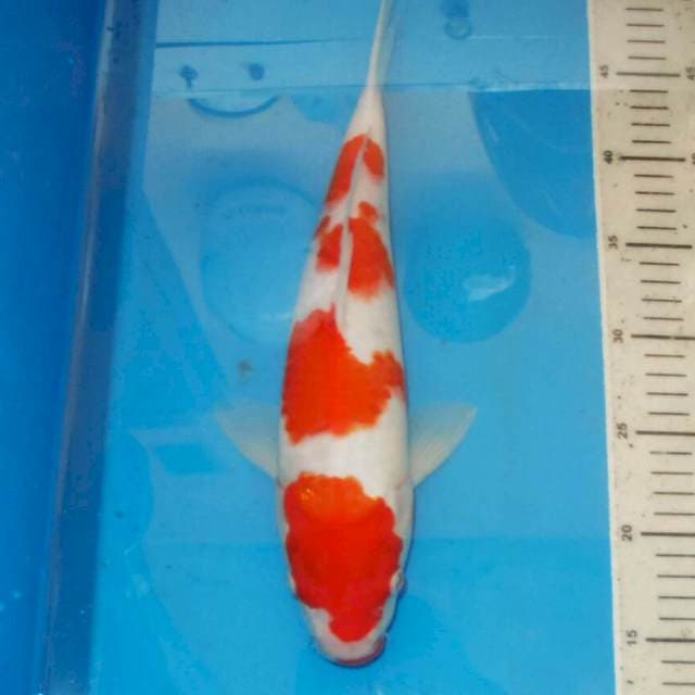 F1 YONDAN KOHAKU 4STEP