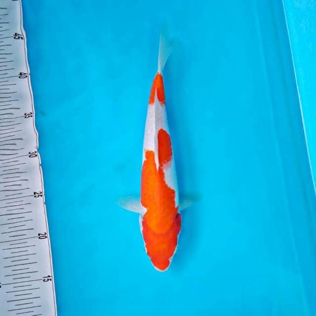 Bidan kohaku*30