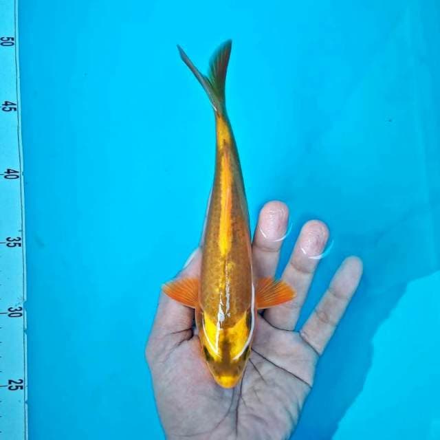 Kbuto1*20cm