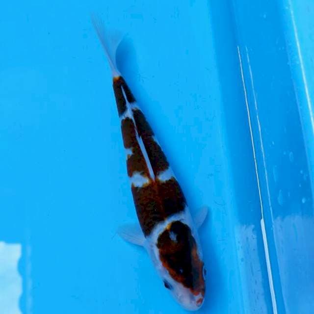 Goromo