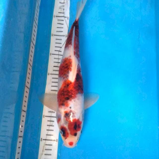 GOROMO 37 cm