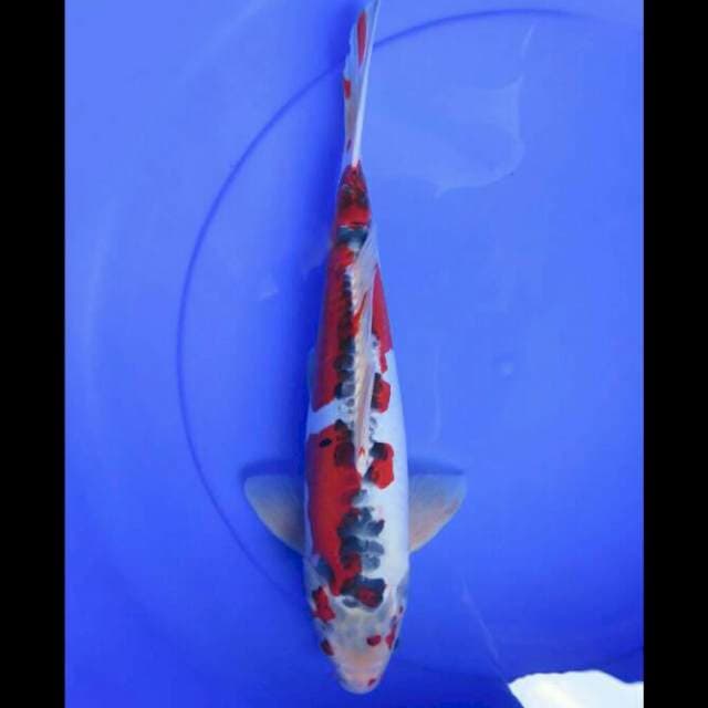 Benikiko Unique Male - 34cm
