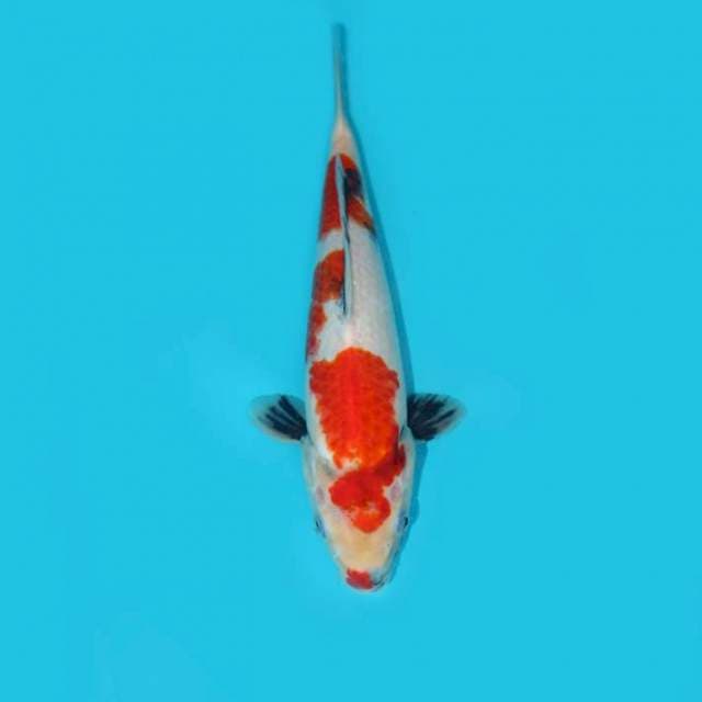 SHOWA TATEGOI 29 CM