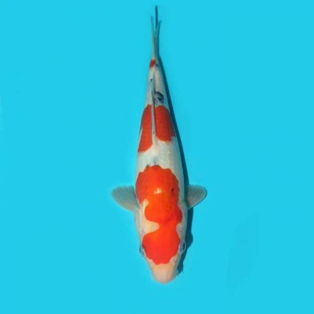 SHOWA TATEGOI 28 CM
