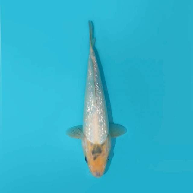 SHIRO GINRIN TATEGOI 26 CM
