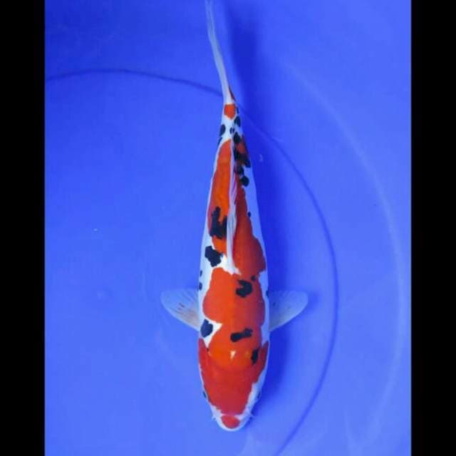 Sanke Doitsu Murni Female -30cm