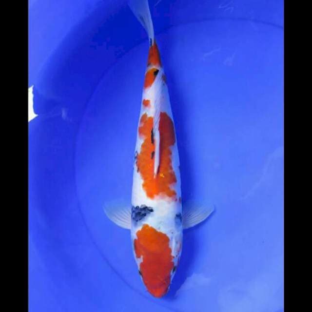 Showa Ceplok Tategoi - 34cm