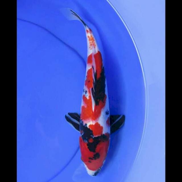 Red Showa Solid - 32cm 